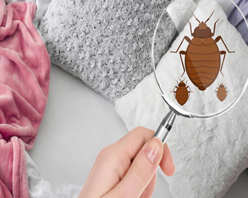 Bed bugs control